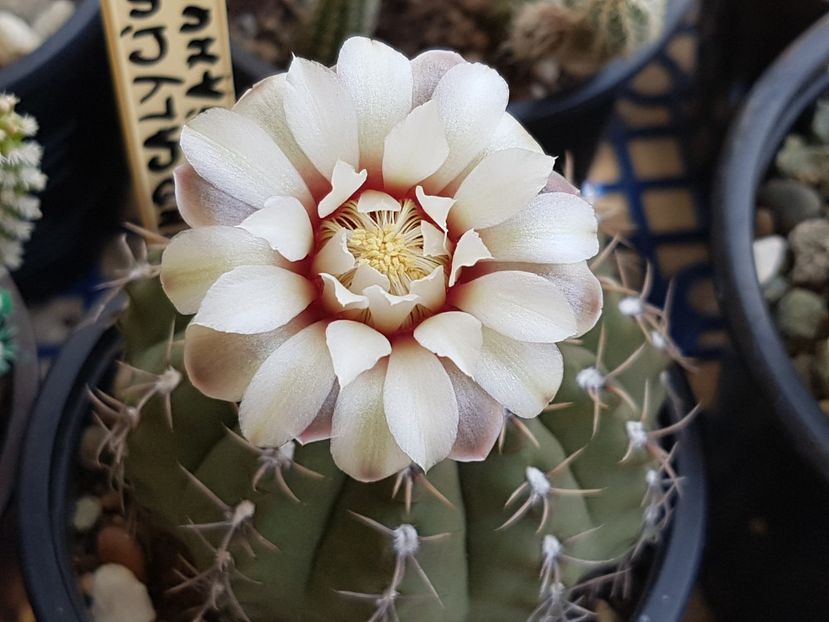 Gymno quehlianum - Cactusi si plante suculente 2017-2018-2019