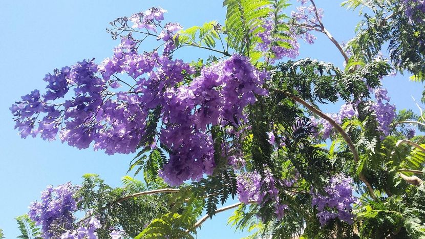 35682303_10156794752524415_2260151935938068480_n (1) - jacaranada mimosifelia--------de vinzare