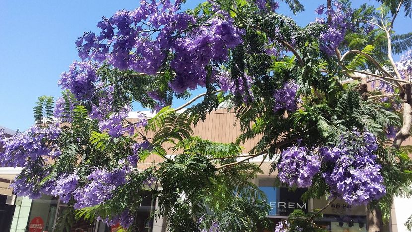  - jacaranada mimosifelia--------de vinzare