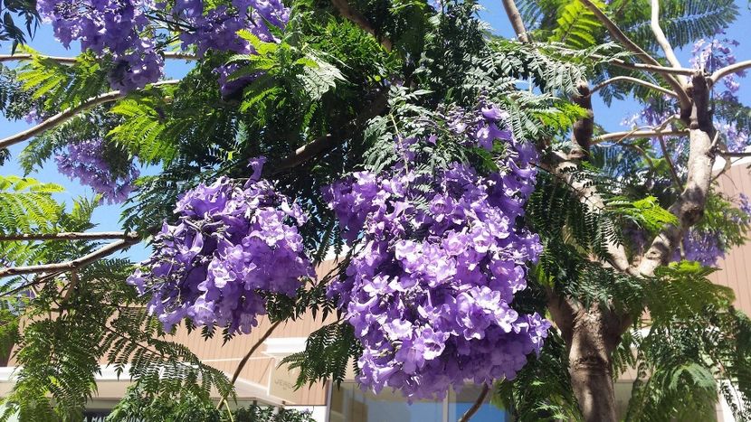  - jacaranada mimosifelia--------de vinzare