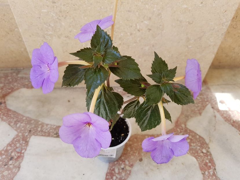 Forget me not - Achimenes 2018