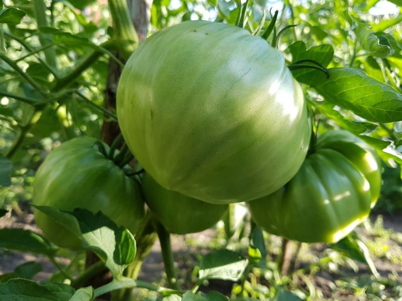 Ne-a plouat si am tot crescut... - 04 Gradinuta de legume 2018