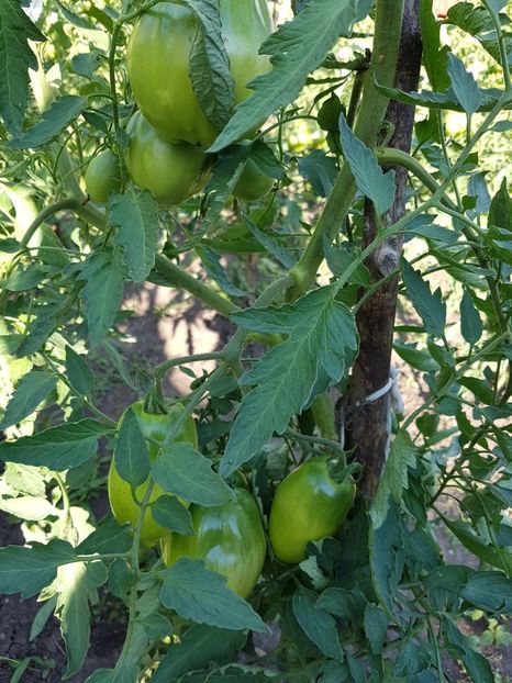  - 04 Gradinuta de legume 2018