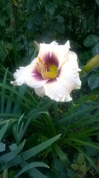 Snowy eyes - Hemerocallis 2018- 2019