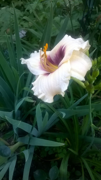  - Hemerocallis 2018- 2019