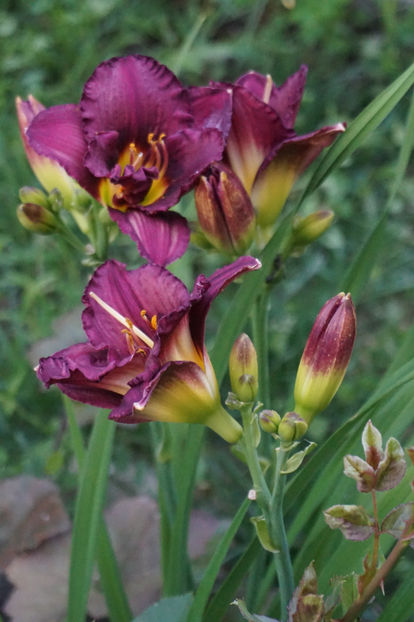 Cinderellas Dark Side - Hemerocallis 2018- 2019