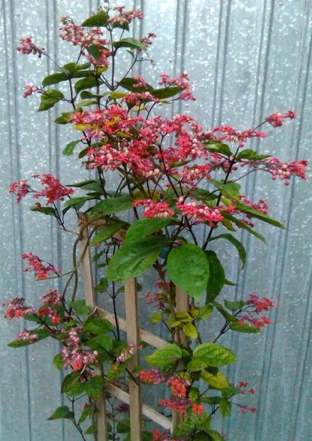 clerodendron splendens-flori - alte flori 2