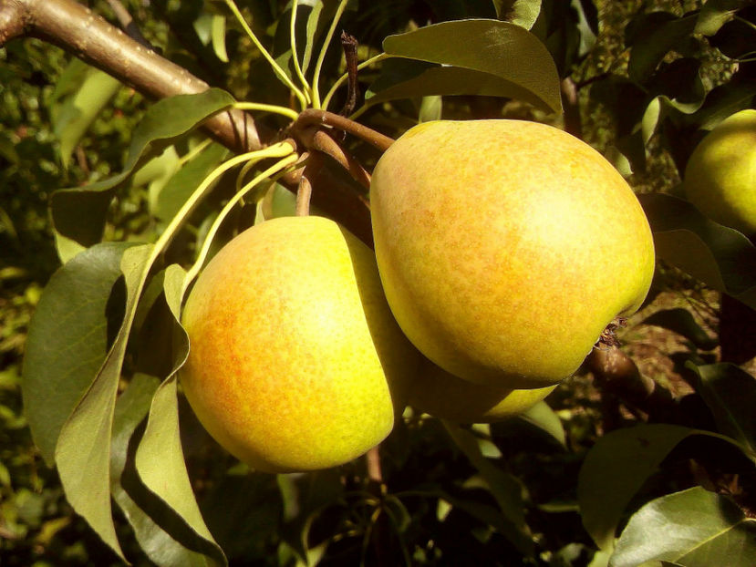 Pere Aromata de Bistrita 4 - Par Aromata de Bistrita