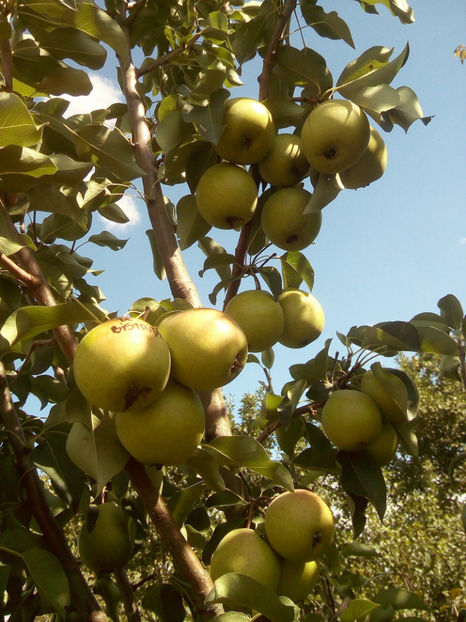 Pere Aromata de Bistrita 3 - Par Aromata de Bistrita