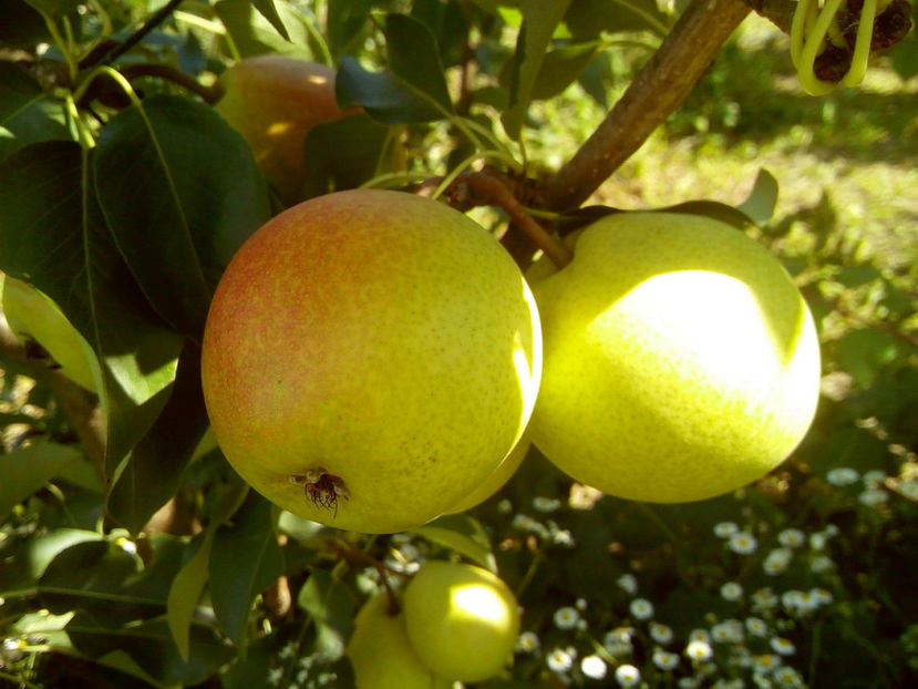 Pere Aromata de Bistrita 2 - Par Aromata de Bistrita