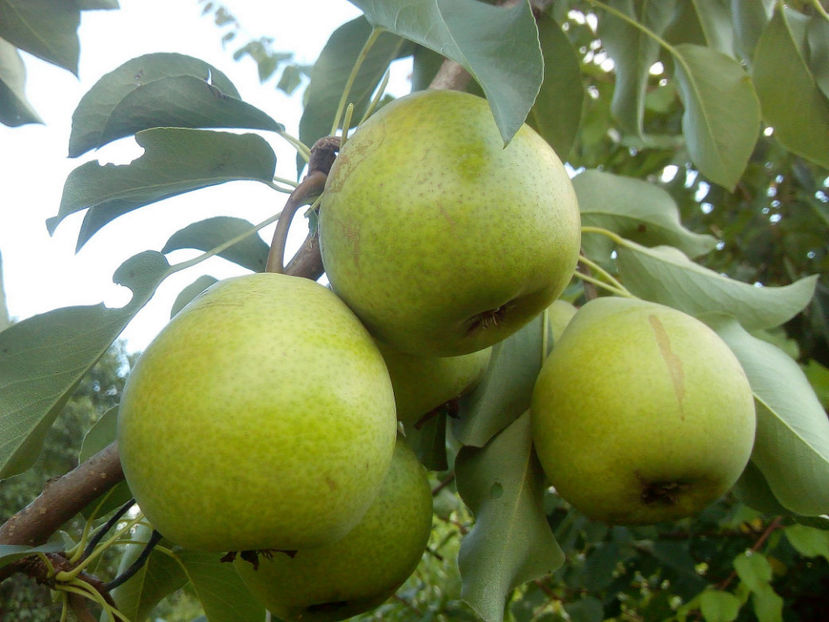 Pere Aromata de Bistrita 8 - Par Aromata de Bistrita