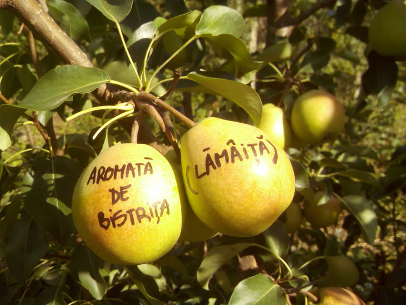 Pere Aromata de Bistrita 1 - Par Aromata de Bistrita