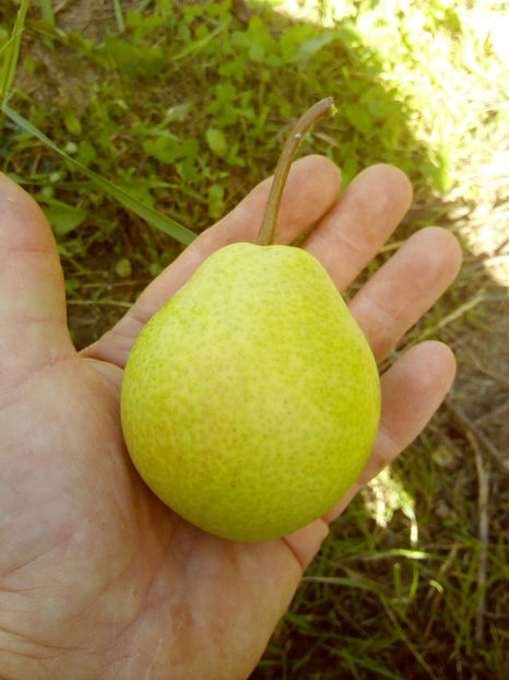 Pere Aromata de Bistrita 6 - Par Aromata de Bistrita