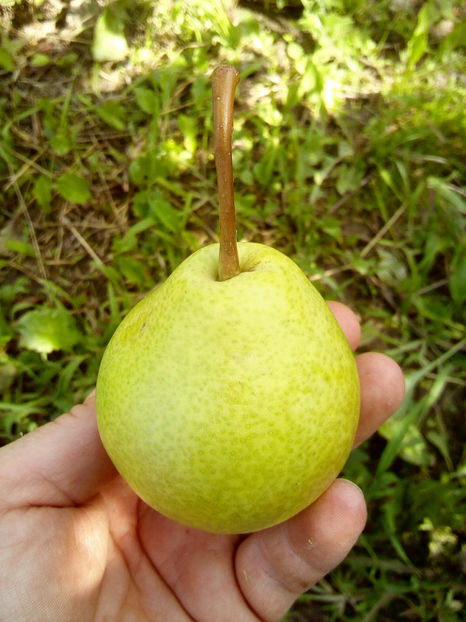 Pere Aromata de Bistrita 7 - Par Aromata de Bistrita