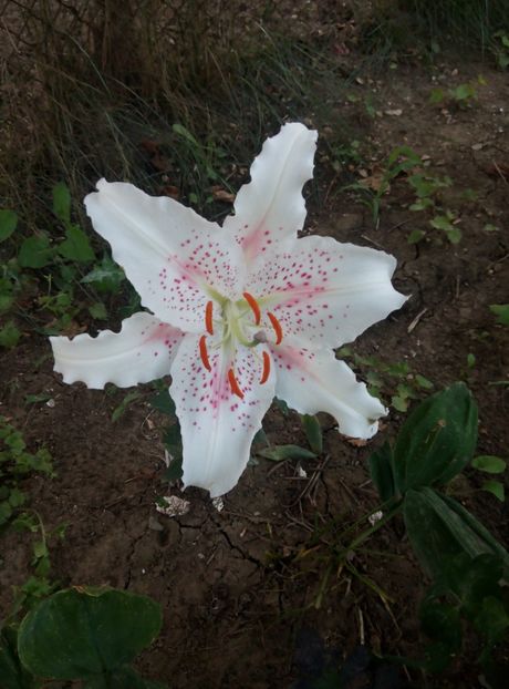 4iulie - gradina 2018