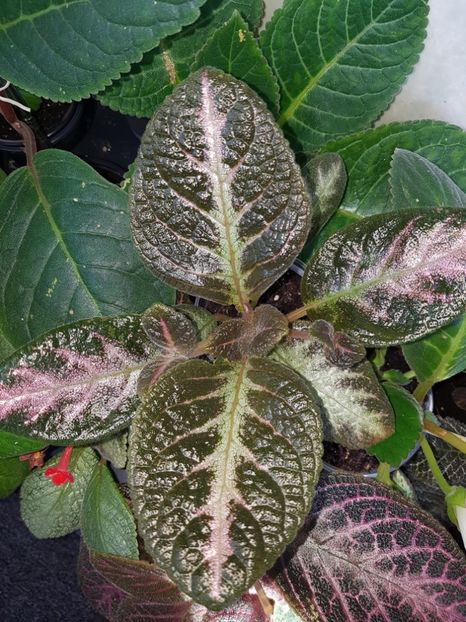  - EPISCIA