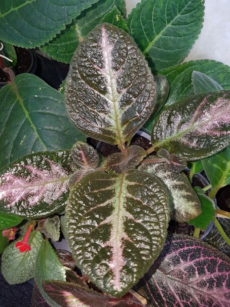 Spring Symphony - EPISCIA