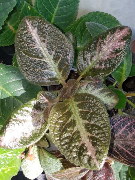  - EPISCIA