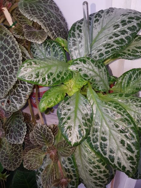  - EPISCIA