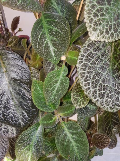  - EPISCIA