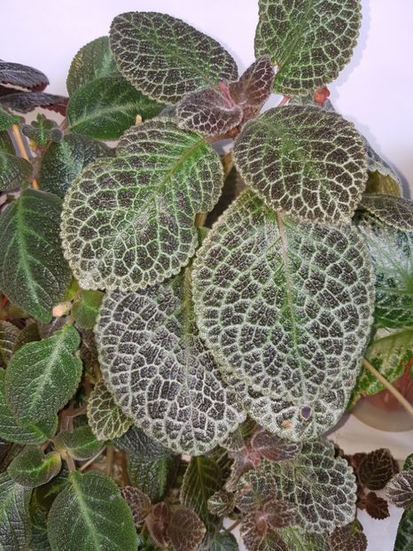 Tiger Stripe - EPISCIA