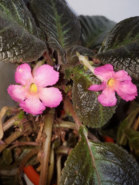  - EPISCIA