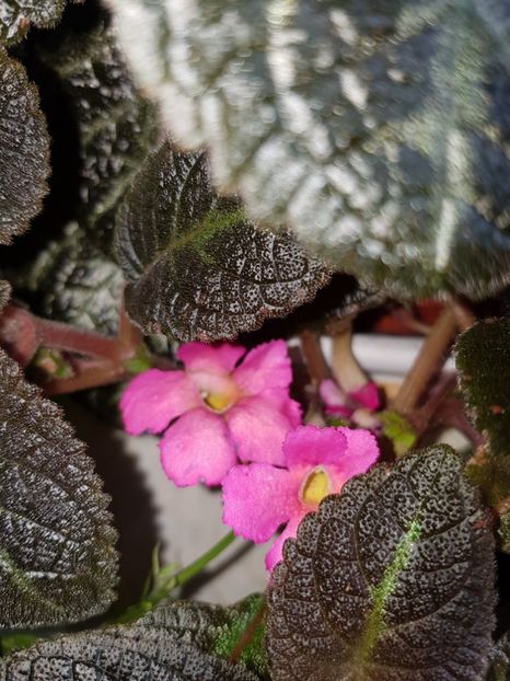  - EPISCIA