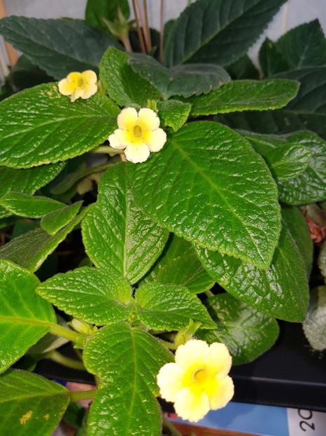 Tropical Topas - EPISCIA