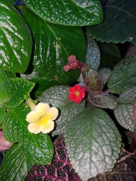  - EPISCIA