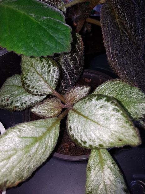 Silver Sheen - EPISCIA