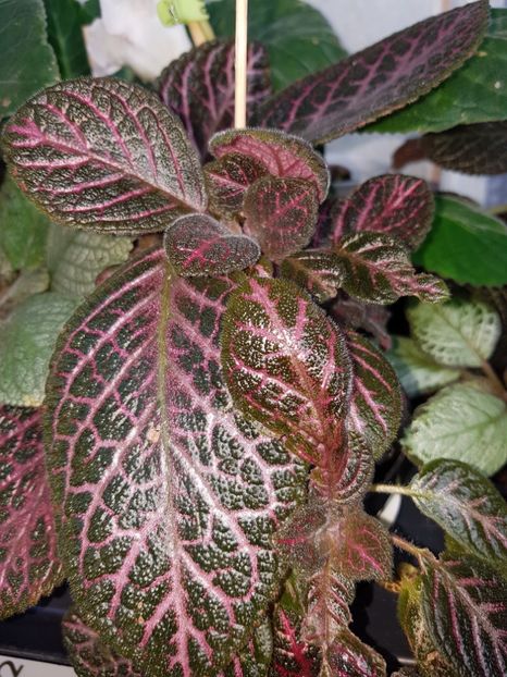 Kee Wee - EPISCIA