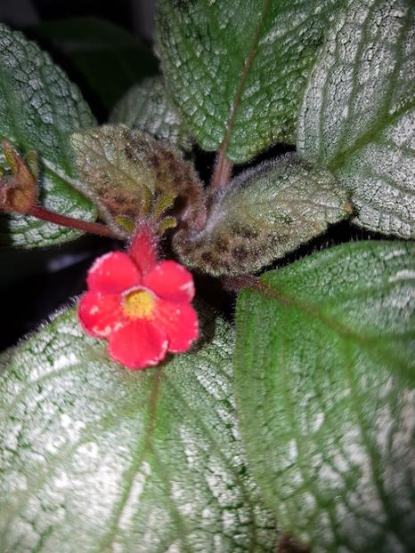  - EPISCIA