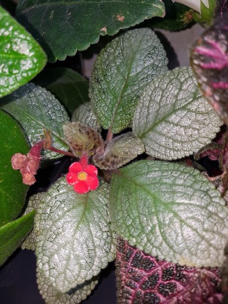  - EPISCIA