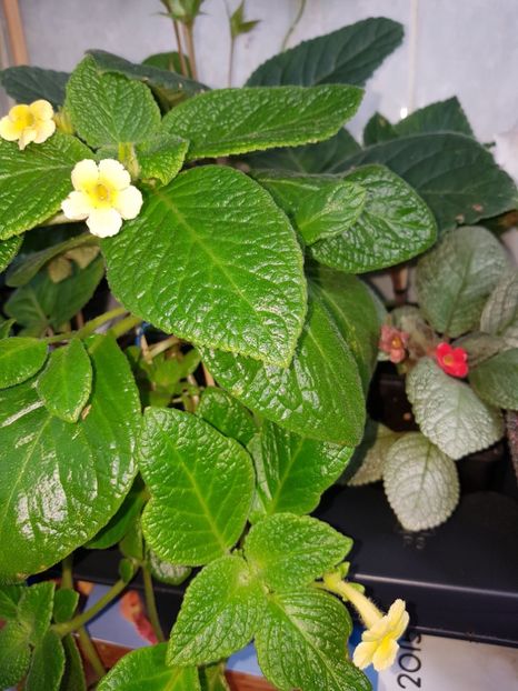 Tropical Topas - EPISCIA