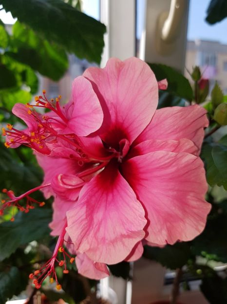  - Hibiscus Kona