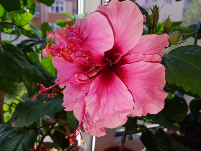  - Hibiscus Kona