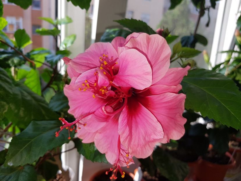  - Hibiscus Kona