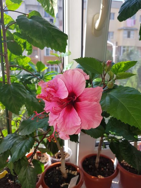  - Hibiscus Kona