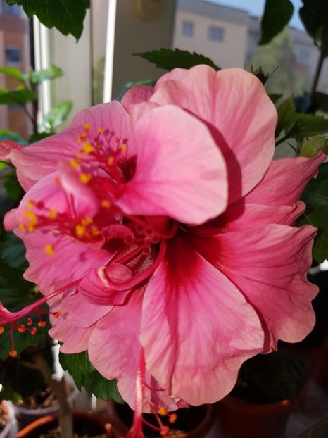  - Hibiscus Kona