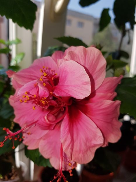  - Hibiscus Kona