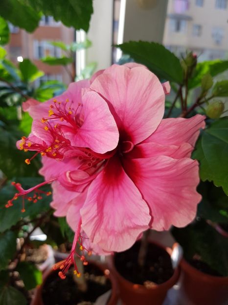  - Hibiscus Kona