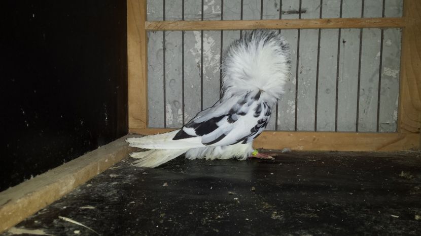 Femela - De vanzare GULERATI