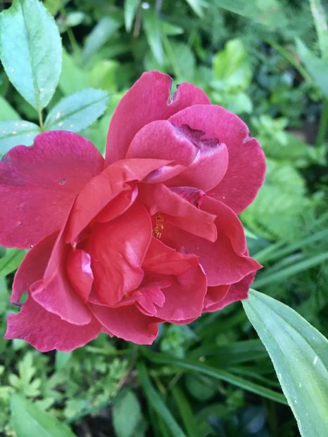 407F5358-31B5-475D-A869-F3574F6CE0FD - Trandafiri 2018 ll