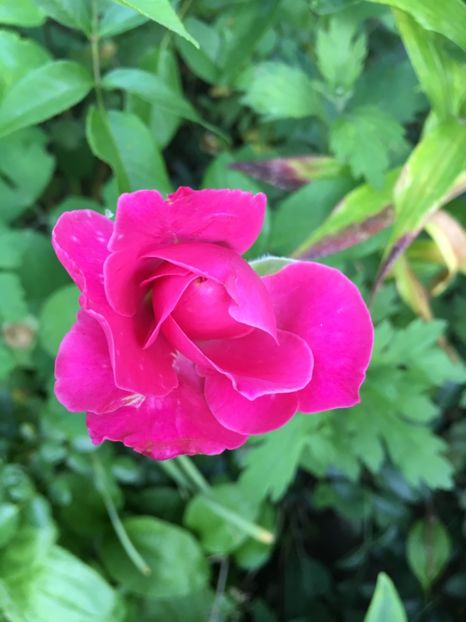 D2834ACF-F444-488E-9DA0-03981F1F54C4 - Trandafiri 2018 ll