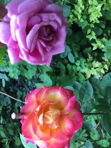 292432DC-42C1-41FD-BAAB-476497D9B2D7 - Trandafiri 2018 ll