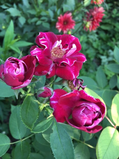 3FDC1CCC-52B4-4F15-B76F-AFD2FF6C3FB9 - Trandafiri 2018 ll