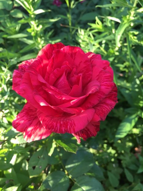 Red intuition - Trandafiri 2018 ll