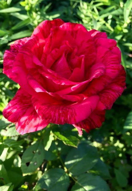 Red intuition - Trandafiri 2018 ll