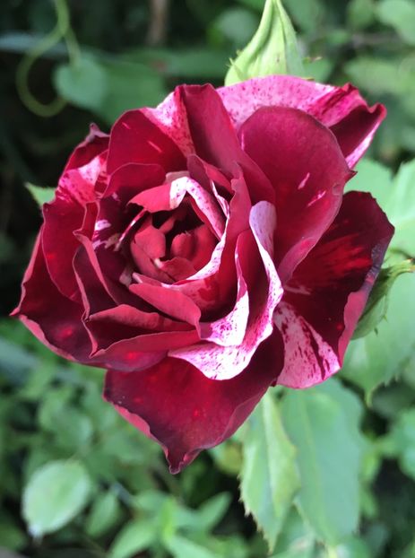 N - Trandafiri 2018 ll