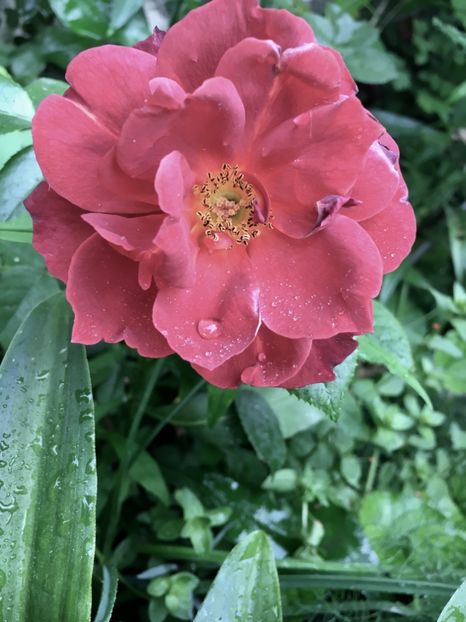 A5792FFD-CF34-45DB-BA70-61BE93166304 - Trandafiri 2018 ll